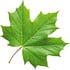Maple leaf